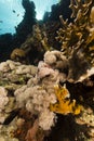 Devil scorpionfish in the Red Sea. Royalty Free Stock Photo
