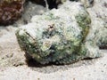Devil scorpionfish Royalty Free Stock Photo