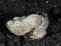 Devil scorpionfish, Scorpaenopsis diabolus