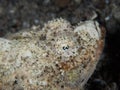 Devil scorpionfish, Scorpaenopsis diabolus