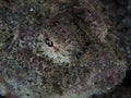 Devil scorpionfish, Scorpaenopsis diabolus Royalty Free Stock Photo