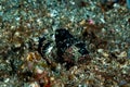 Devil scorpionfish, Scorpaenopsis diabolus