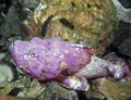 A Devil Scorpionfish Scorpaenopsis diabolus