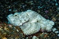 Devil Scorpionfish Scorpaenopsis diabolus