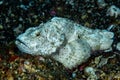 Devil Scorpionfish Scorpaenopsis diabolus