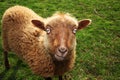 Devil sheep Royalty Free Stock Photo