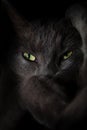 Devil spooky cat eyes Royalty Free Stock Photo