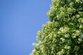 Devil tree  Alstonia scholaris  with flowers have a pungent smell Royalty Free Stock Photo