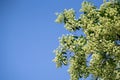 Devil tree Alstonia scholaris with flowers have a pungent smell