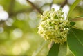 Devil Tree flower