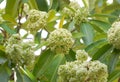 Devil Tree flower