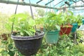 Devil's ivy tree on hanging pot in farm