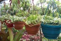 Devil's ivy tree on hanging pot in farm