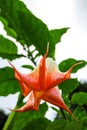 Devil& x27;s Trumpet / Jimsonweed flower, Datura, erba del diavolo flowers