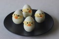 Devilled egg chicks prepared as Easter Eggs. Traditional celebration of making eggs as the symbol of new life and resurrection Royalty Free Stock Photo