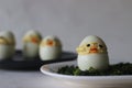 Devilled egg chicks prepared as Easter Eggs. Traditional celebration of making eggs as the symbol of new life and resurrection Royalty Free Stock Photo
