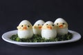 Devilled egg chicks prepared as Easter Eggs. Traditional celebration of making eggs as the symbol of new life and resurrection Royalty Free Stock Photo