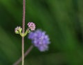 Devils Bit Scabious Royalty Free Stock Photo