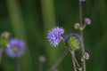 Devils Bit Scabious