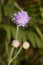 Devils-bit Scabious