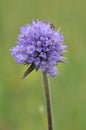 Devils-bit Scabious