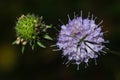 Devils-bit Scabious - Succisa pratensis, flowers macro, selective focus Royalty Free Stock Photo