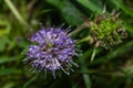 Devils-bit Scabious - Succisa pratensis, flowers macro, selective focus Royalty Free Stock Photo