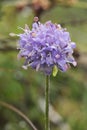 Devils-bit Scabious Royalty Free Stock Photo