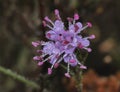 Devils-bit Scabious