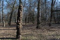 Devils idol carved from tree in the forest