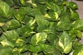 Devils Ivy, Golden pothos, Epipremnum aureum Royalty Free Stock Photo