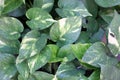 Devils Ivy, Golden pothos, Epipremnum aureum Royalty Free Stock Photo