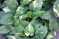 Devils Ivy, Golden pothos, Epipremnum aureum Royalty Free Stock Photo