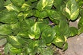 Devils Ivy, Golden pothos, Epipremnum aureum Royalty Free Stock Photo