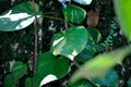 Devils Ivy, Golden Pothos or Hunters Robe or Epipremnum aureum or Araceae Royalty Free Stock Photo