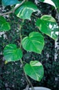 Devils Ivy, Golden Pothos or Hunters Robe or Epipremnum aureum or Araceae Royalty Free Stock Photo
