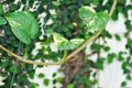 Devils Ivy, Golden Pothos or Hunters Robe or Epipremnum aureum or Araceae Royalty Free Stock Photo