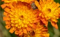 Devils paintbrush, Hieracium aurantiacum Royalty Free Stock Photo