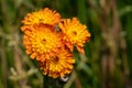 Devils paintbrush, Hieracium aurantiacum Royalty Free Stock Photo