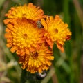 Devils paintbrush, Hieracium aurantiacum Royalty Free Stock Photo