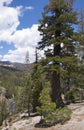 Devils Postpile Royalty Free Stock Photo