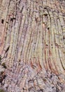 Devils Tower rock formations natural background.