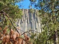 Devils Tower through the Trees Royalty Free Stock Photo