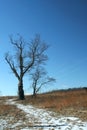 Devils tree