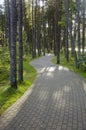 Devious paved path tiles in pine forest.