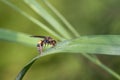 Devious Sand Wasp Drinking Morning Dew