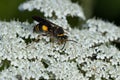 Devious Sand Wasp - Nysson plagiatus