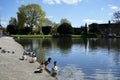 Ducks on the pond known as The Crammer, claimed to be site of the 18th-century Moonrakers story.