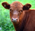 Devon is an ancient breed of cattle Royalty Free Stock Photo