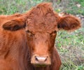 Devon is an ancient breed of cattle Royalty Free Stock Photo